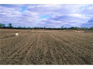 Property photo 1 - LAND AUCTION, 94+/- Acres offered in 3 Tracts
